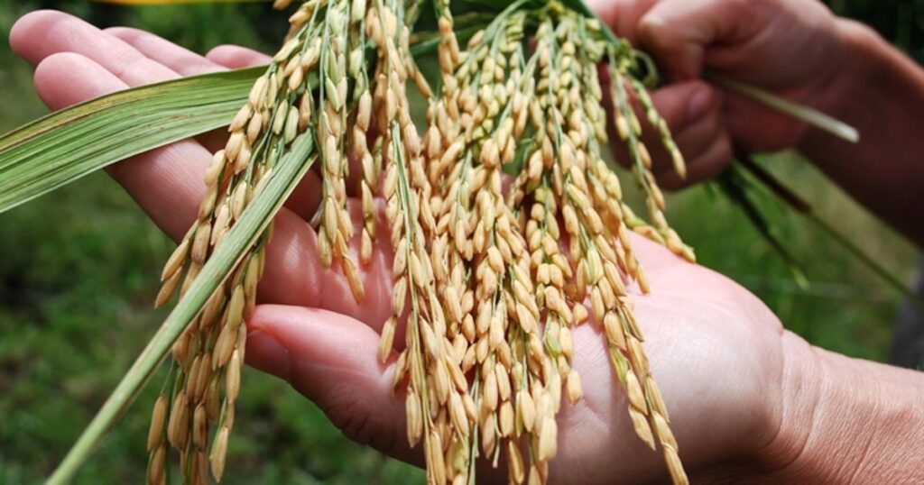 Dian confiscó más de 100 toneladas de arroz ilegal y
