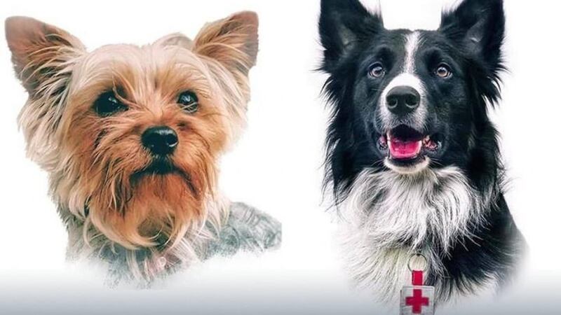 Caso Athos y Tango: del primer juicio histórico por crueldad animal en México… al intento de reducir la condena del responsable athos y tango